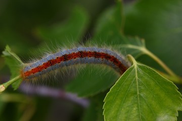 blue caterpillar beetle on flowers.artvin 