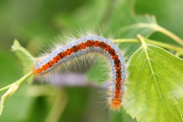blue caterpillar beetle on flowers.artvin 