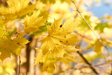 autumn leaves on tree