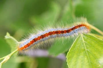 blue caterpillar beetle on flowers.artvin 