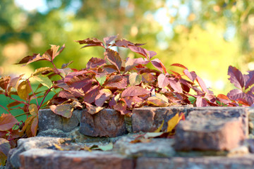 autumn leaves on ground