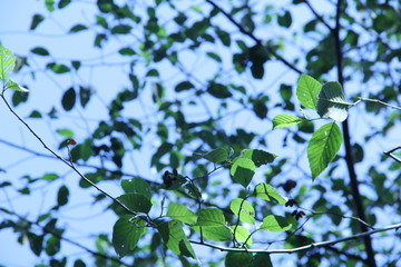 Network of leaves shades of green