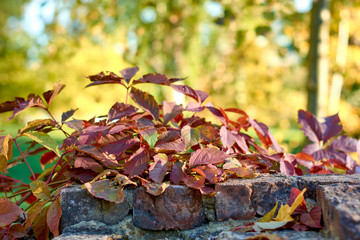 autumn leaves on the ground