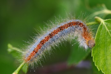 blue caterpillar beetle on flowers.artvin 