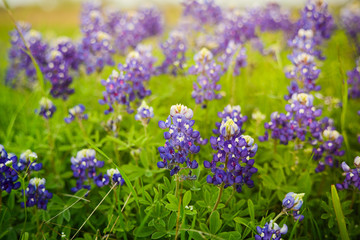 Bluebonnets blooming in Spring in Texas