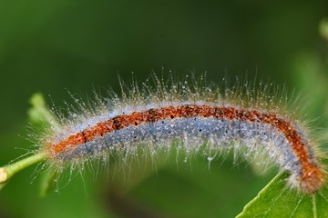 blue caterpillar beetle on flowers.artvin 
