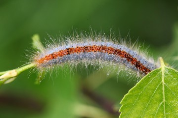 blue caterpillar beetle on flowers.artvin 