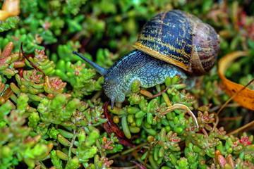 Escargot