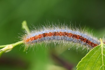 blue caterpillar beetle on flowers.artvin 