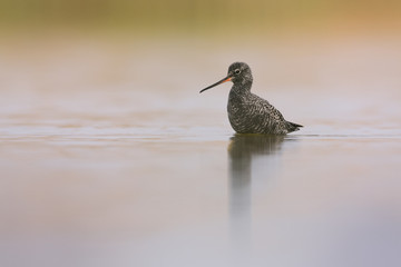 Spotted redshank