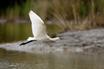 Eurasian spoonbill flying