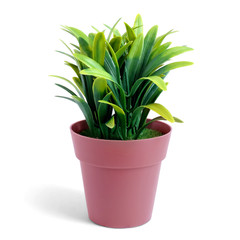 Small plant in a brown pot, isolated white background.This has clipping path