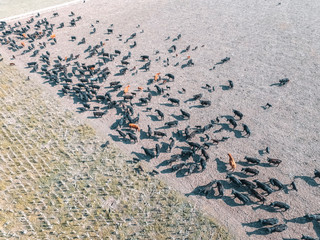 Intensive cattle breeding, Pampas, Patagonia, Argentina