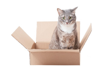 Funny cat sitting in cardboard isolated on white
