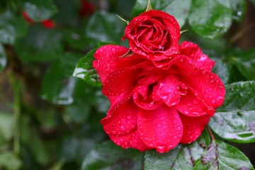 endemic flower varieties