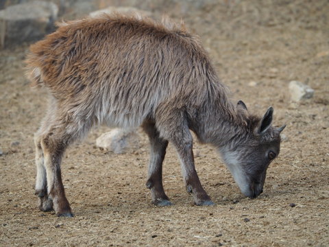 Himalayan Tahr Baby