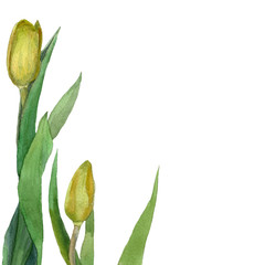 Watercolor yellow tulips isolated on white. Card of spring flowers. Plants.
