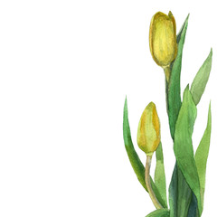 Watercolor yellow tulips isolated on white background. Spring flowers. Card. 