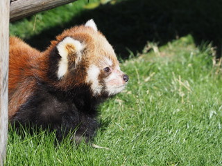 Red panda baby after fighting