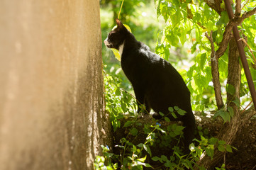 cat