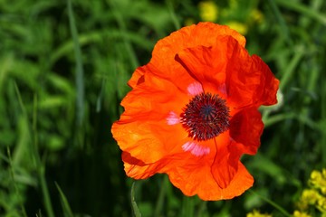 Poppy flowers meadow and nice sunset scene