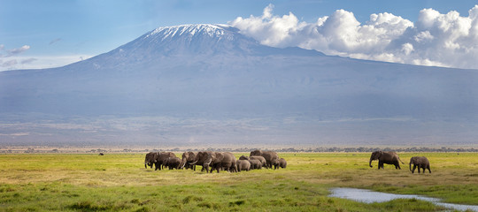 Panarama of elephants walking through the grass beneath Mt Kilimanjaro