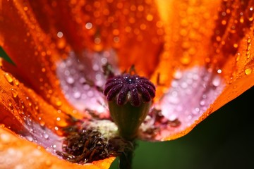 Poppy flowers meadow and nice sunset scene