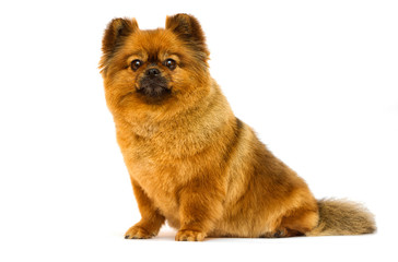 Obraz premium spitz dog looks