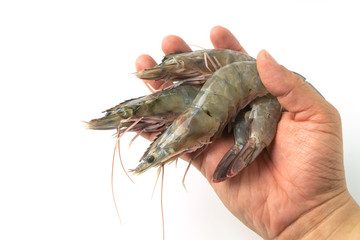 The hands of men are holding group of fresh raw pacific white shrimp on white background.