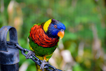bird