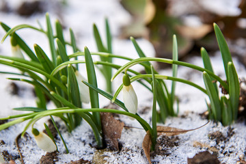 Springtime flowers bloom in snow.