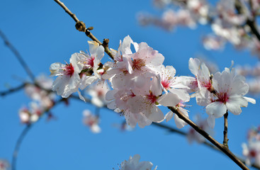 Mandelblüten
