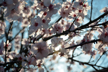 Mandelblüten