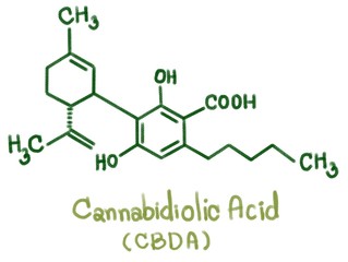 Cannabidiolic acid is a dihydroxybenzoic acid that is olivetolic acid in which the hydrogen at position 3 is substituted by a 3-p-mentha-1,8-dien-3-yl (limonene) group. It is a phytocannabinoid