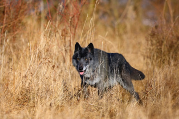 The northwestern wolf (Canis lupus occidentalis) standing in  the forest. The wolf (Canis lupus), also known as the grey/gray or timber wolf.