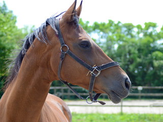 Close up portrait of a brown horse head at spring time with blurred background