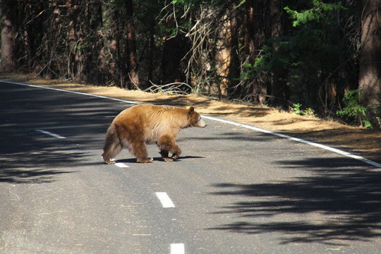 Californie - Grizlli