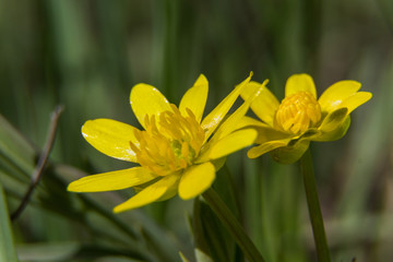 flowers bloom in spring