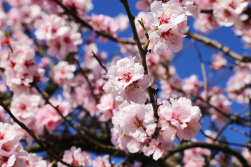 Mandelblüten, Kirschblüten
