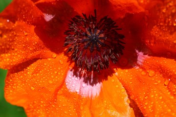 Poppy flowers meadow and nice sunset scene