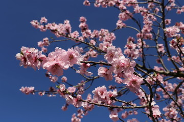 Almond blossoms, cherry blossoms
