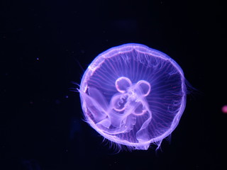 Obraz premium クラゲ