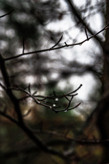 day in the woods