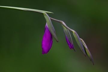 endemic flower varieties