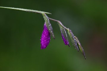 endemic flower varieties