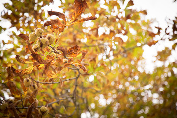 autumn leaves on tree