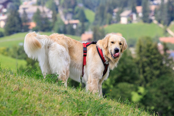 cane Golden Retriever