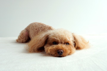 ぐったりトイプードル © zbb52318