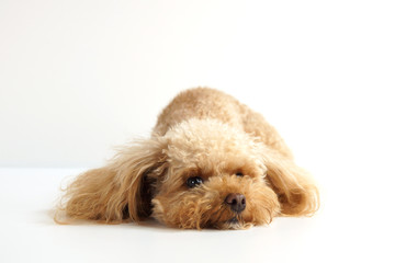 ぺたんこプードル