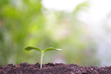 small tree sapling plant planting with dew